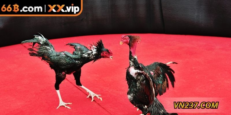 Có nhiều hình thức thi đấu được người dùng ưa chuộng